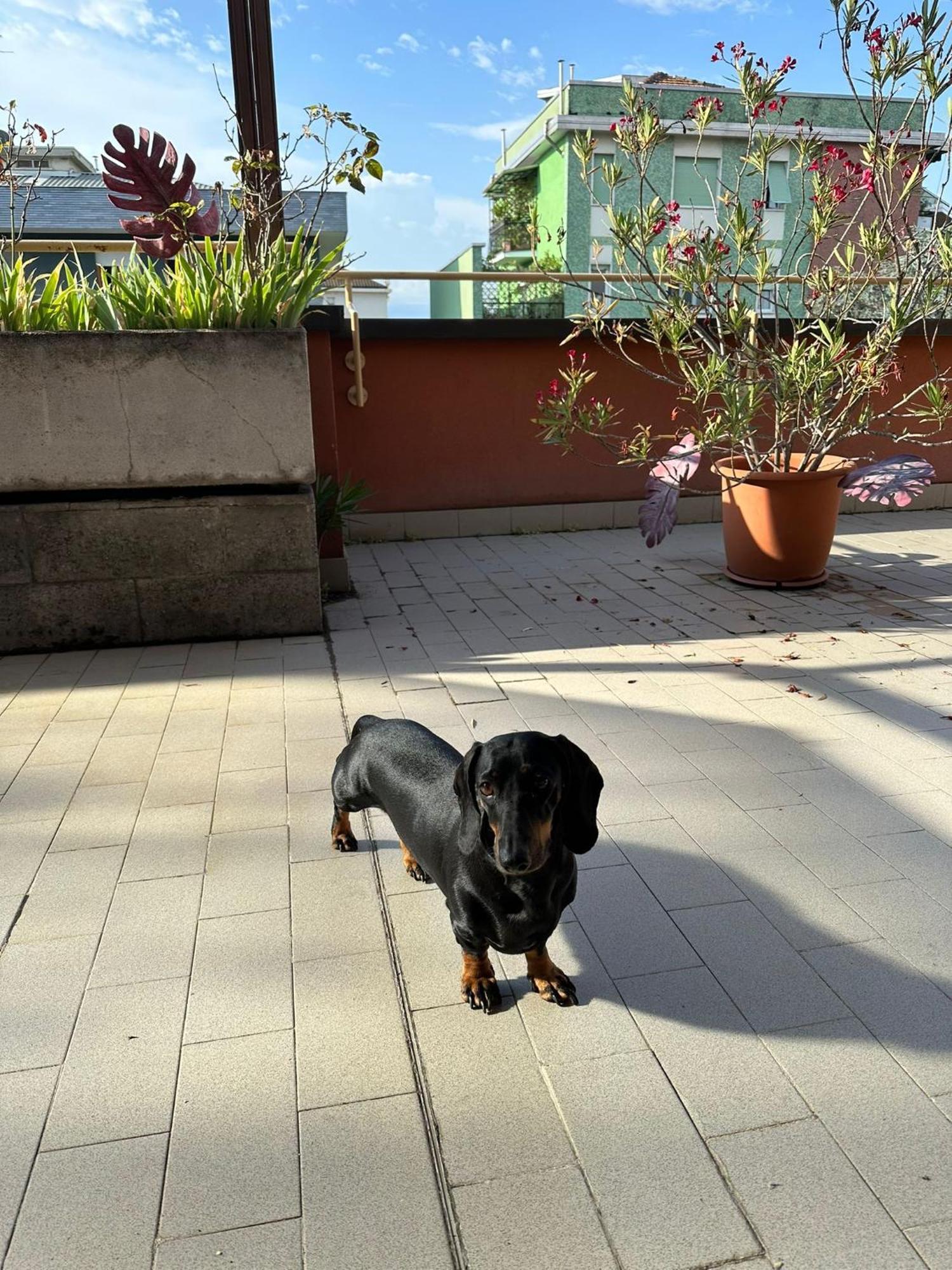 Meraviglioso Super attico con terrazza Milano Esterno foto